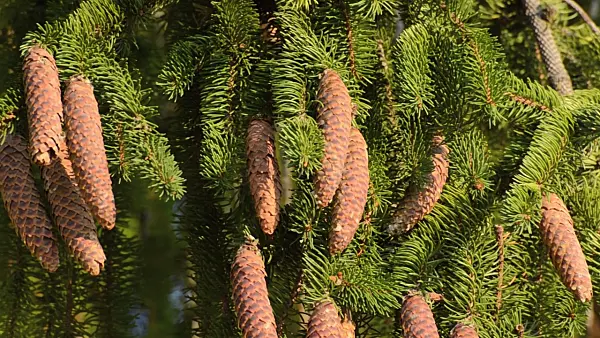 501114 - Common spruce (Picea abies 'Viminalis')