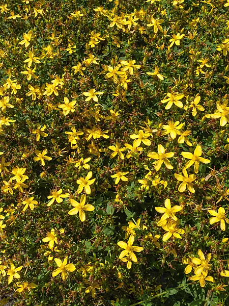 427145 - Common St. John's wort (Hypericum perforatum)