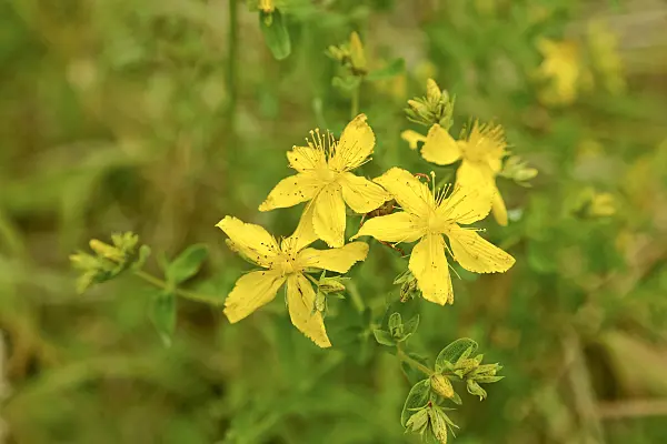 558270 - Common St. John's wort (Hypericum perforatum)