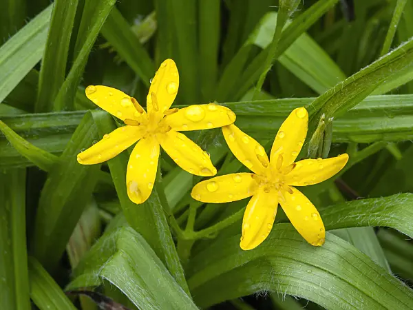 450043 - Common star grass (Hypoxis villosa)