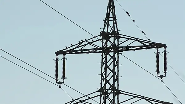 501097 - Common starlings (Sturnus vulgaris) on a high voltage power line
