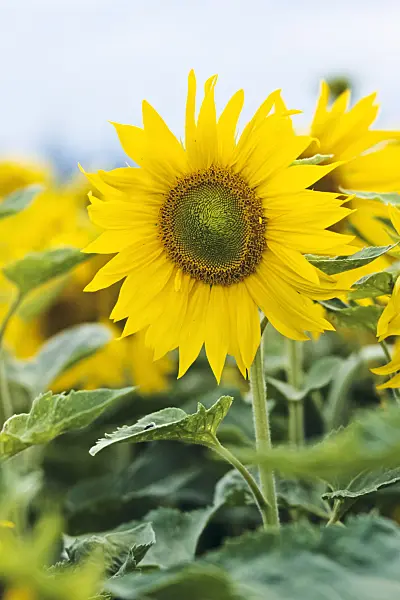380064 - Common sunflower (Helianthus annuus)