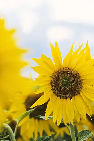 380065 - Common sunflower (Helianthus annuus)