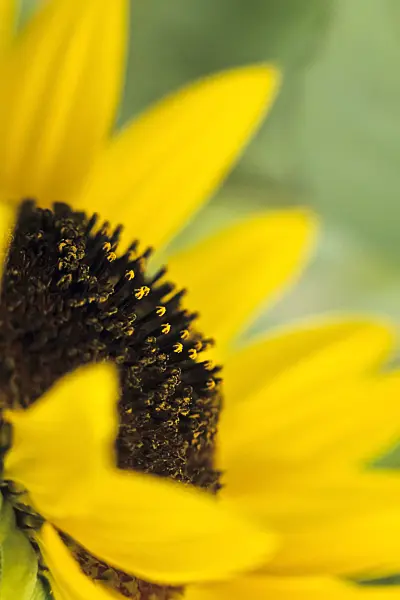 394040 - Common sunflower (Helianthus annuus)
