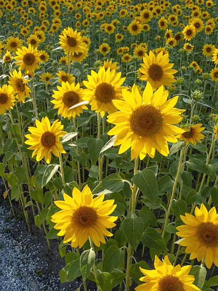 404051 - Common sunflower (Helianthus annuus)