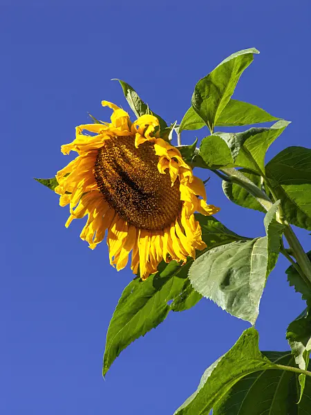 429112 - Common sunflower (Helianthus annuus)