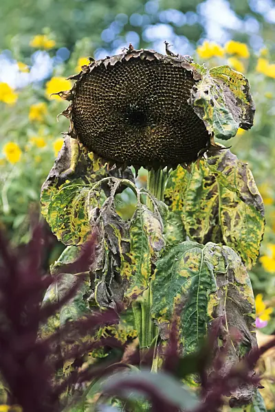 436158 - Common sunflower (Helianthus annuus)