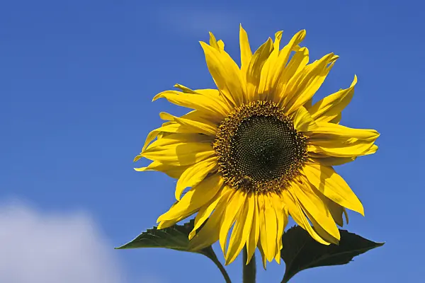 436160 - Common sunflower (Helianthus annuus)