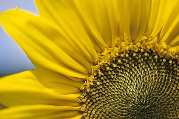 436165 - Common sunflower (Helianthus annuus)