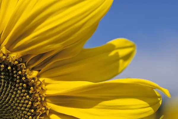 436167 - Common sunflower (Helianthus annuus)