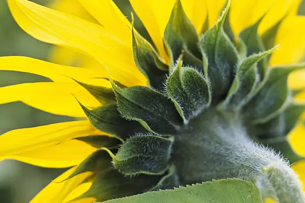 436171 - Common sunflower (Helianthus annuus)