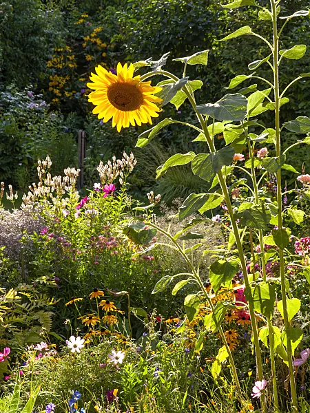 440008 - Common sunflower (Helianthus annuus)