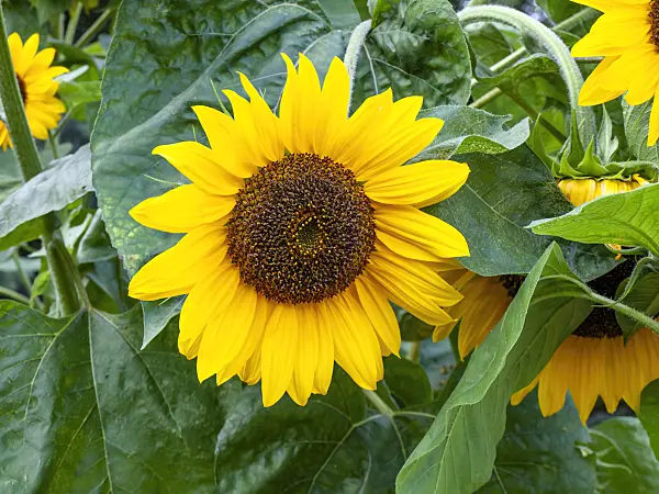 464024 - Common sunflower (Helianthus annuus)