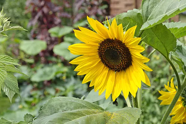 474129 - Common sunflower (Helianthus annuus)