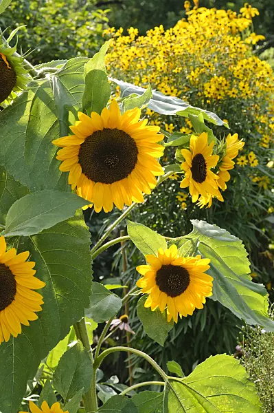475239 - Common sunflower (Helianthus annuus)