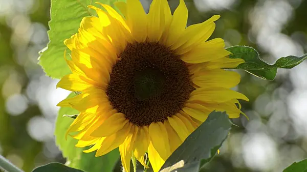 498165 - Common sunflower (Helianthus annuus)