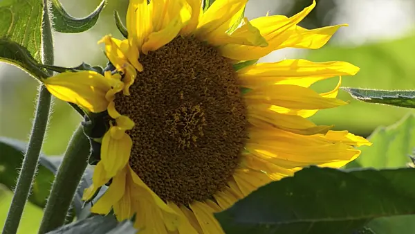 498166 - Common sunflower (Helianthus annuus)
