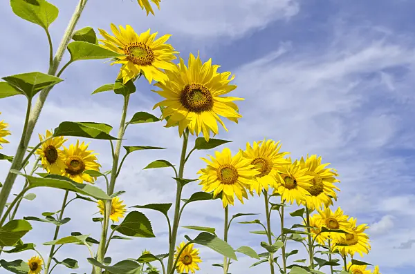 498216 - Common sunflower (Helianthus annuus)