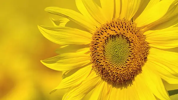 498218 - Common sunflower (Helianthus annuus)