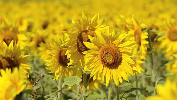 498219 - Common sunflower (Helianthus annuus)