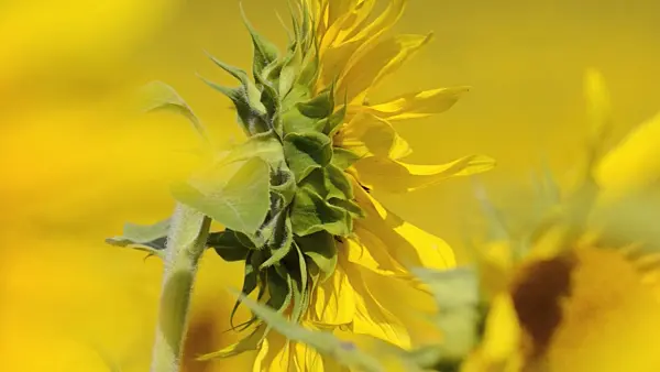 498221 - Common sunflower (Helianthus annuus)