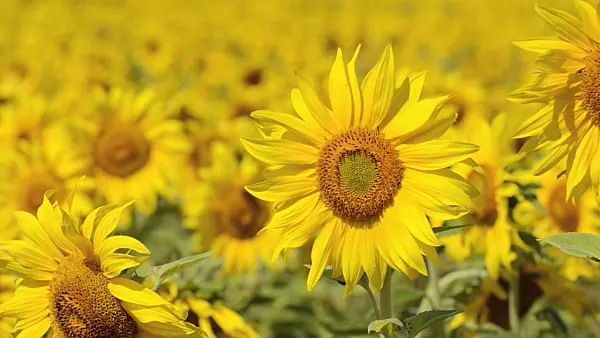 498222 - Common sunflower (Helianthus annuus)