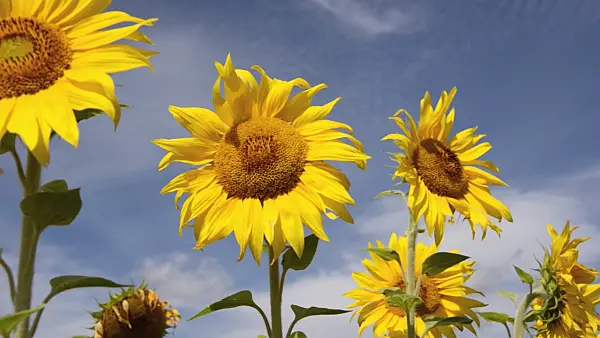 498223 - Common sunflower (Helianthus annuus)
