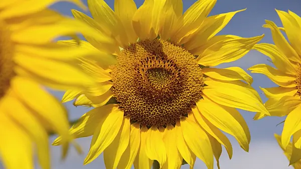 498224 - Common sunflower (Helianthus annuus)