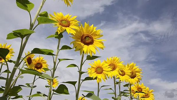 498225 - Common sunflower (Helianthus annuus)