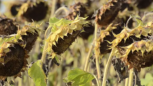 500014 - Common sunflower (Helianthus annuus)