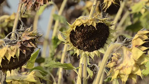 500015 - Common sunflower (Helianthus annuus)