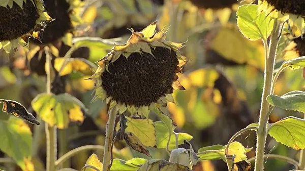 500018 - Common sunflower (Helianthus annuus)