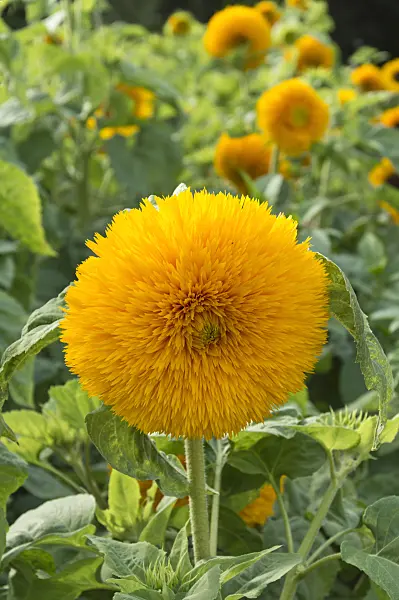 511262 - Common sunflower (Helianthus annuus)