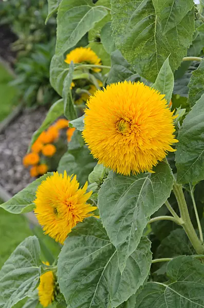 524080 - Common sunflower (Helianthus annuus)