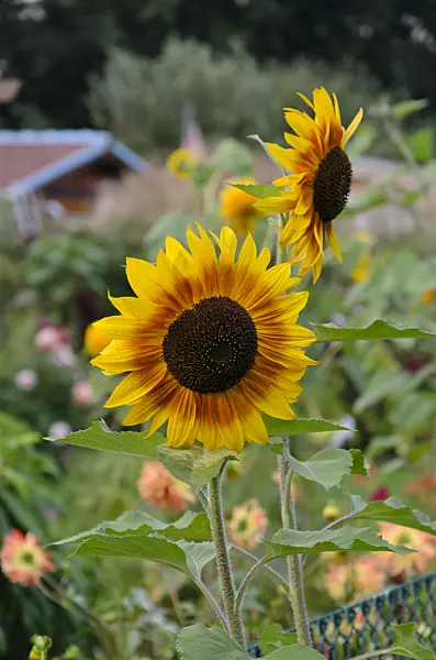 524094 - Common sunflower (Helianthus annuus)