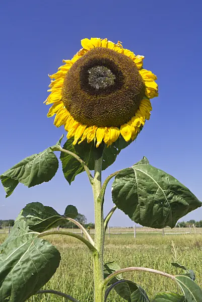 536205 - Common sunflower (Helianthus annuus)