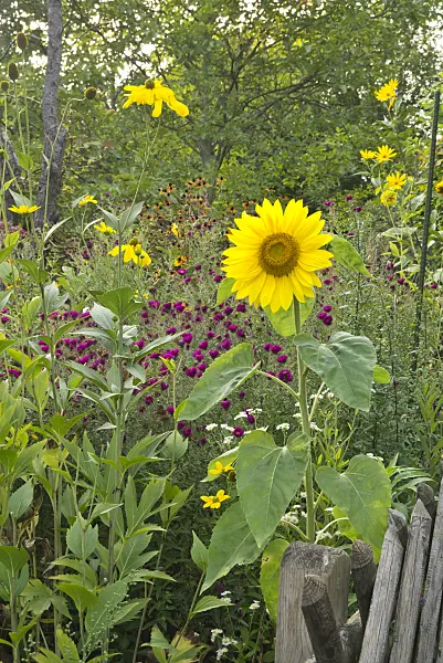609018 - Common sunflower (Helianthus annuus)