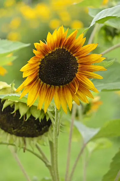 535136 - Common sunflower (Helianthus annuus 'Abendsonne')