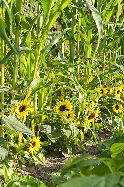 487014 - Common sunflower (Helianthus annuus) and corn (Zea mays)