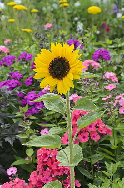 498237 - Common sunflower (Helianthus annuus) and phlox (Phlox)
