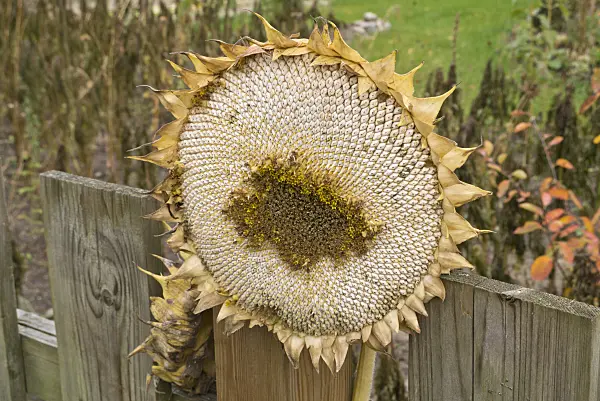 609042 - Common sunflower (Helianthus annuus) at a wooden fence