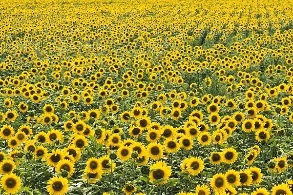 380049 - Common sunflower (Helianthus annuus), Brandenburg, Germany
