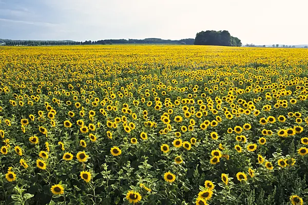 380050 - Common sunflower (Helianthus annuus), Brandenburg, Germany