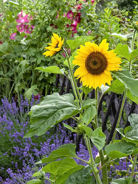 449037 - Common sunflower (Helianthus annuus), common lavender (Lavandula angustifolia) and common hollyhock (Alcea rosea)