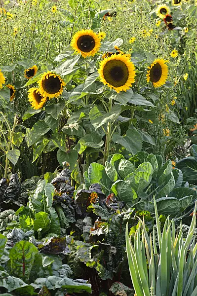 476238 - Common sunflower (Helianthus annuus) in a vegetable garden