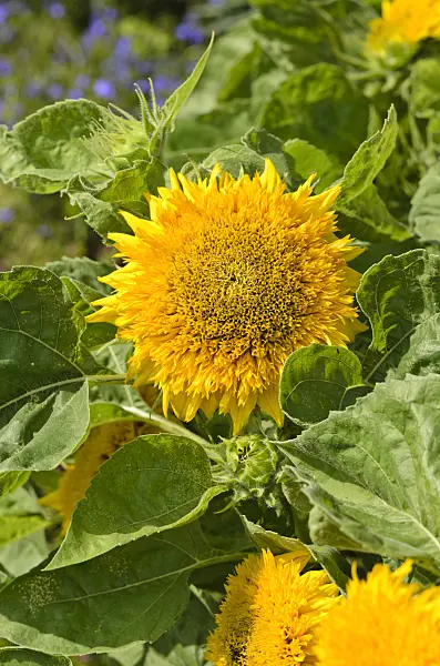 523016 - Common sunflower (Helianthus annuus 'Niedrige Sonnengold')