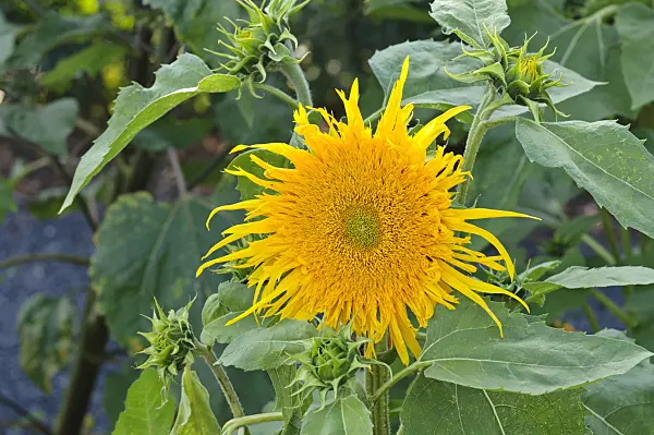 474496 - Common sunflower (Helianthus annuus 'Prado Gold')