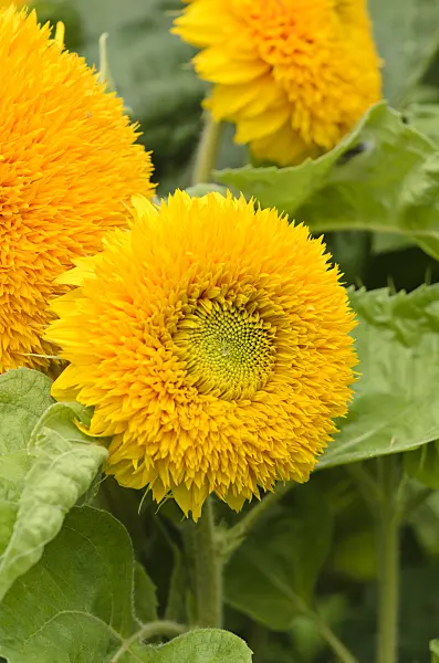 535135 - Common sunflower (Helianthus annuus 'Teddybär')