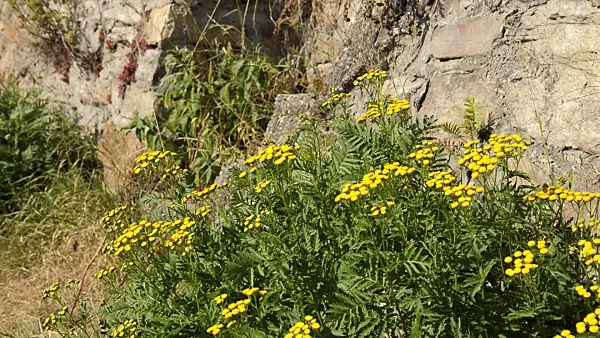 511174 - Common tansy (Tanacetum vulgare)