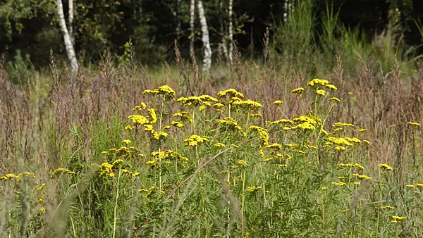 511287 - Common tansy (Tanacetum vulgare)